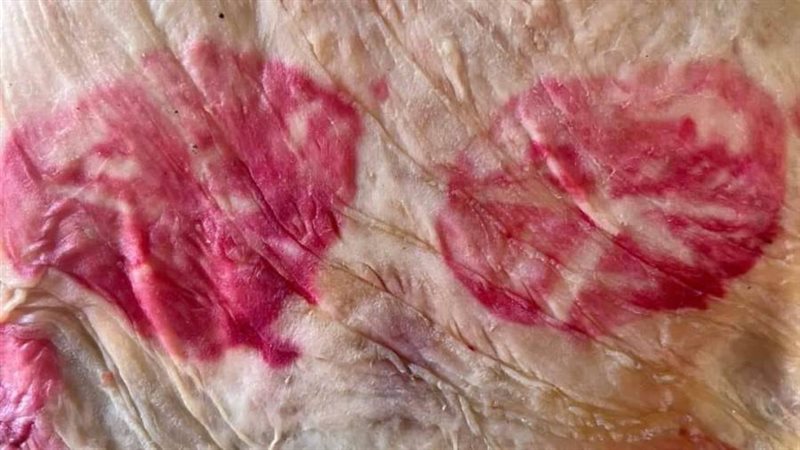 جانب من الحمله