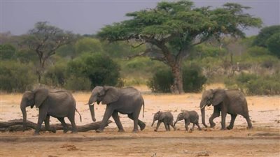 متنزهات الحياة البرية الإفريقية تواجه مخاطر تغير المناخ