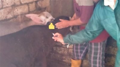 تحصين ٣٣٥ ألف رأس ماشية ضد مرضي الحمى القلاعية والوادي المتصدع بالبحيرة