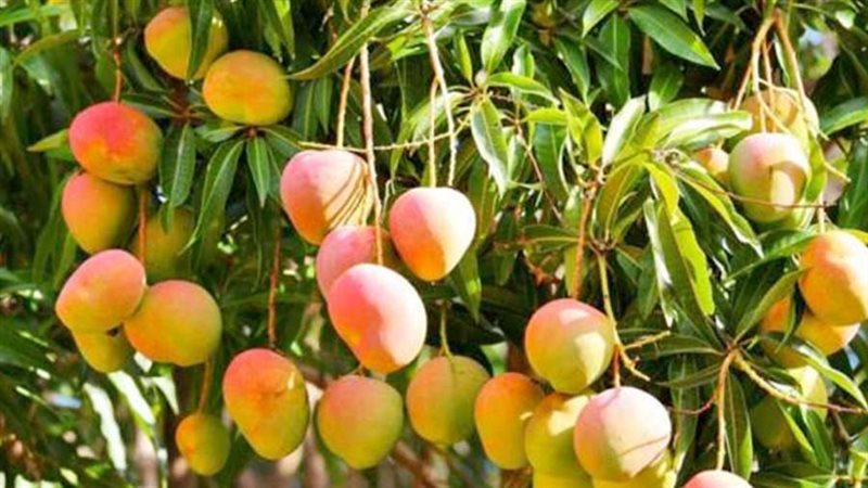 أشجار المانجو