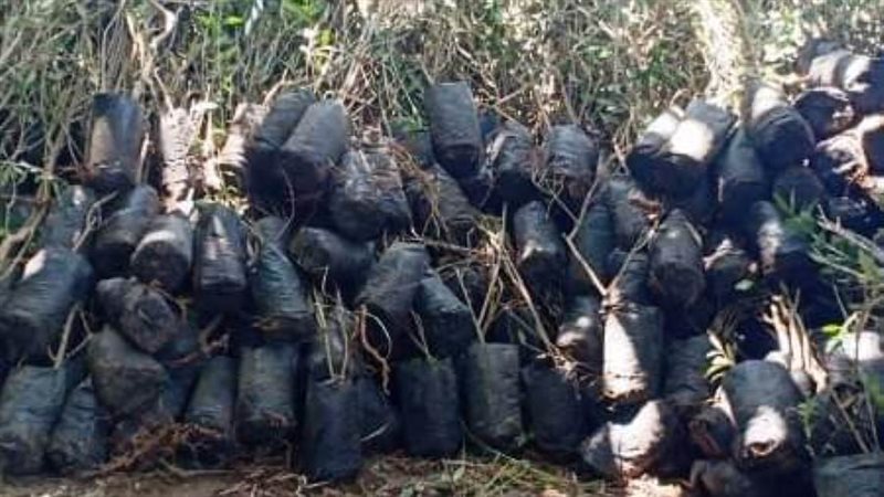 أشجار الزيتون