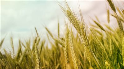 التايمز: محنة مزارعي القمح في أوكرانيا تنذر بمجاعة عالمية