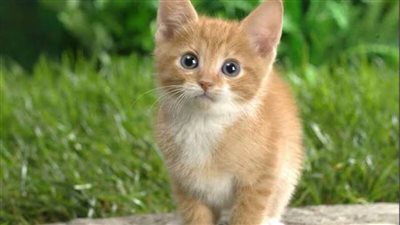 فيها حاجة حلوة.. الحماية المدنية بالمنيا تنقذ قطة عالقة بشرفة منزل