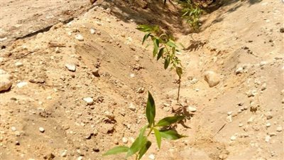 زراعة 648 شجرة بطما وطهطا وحي الكوثر بسوهاج ضمن المبادرة الرئاسية