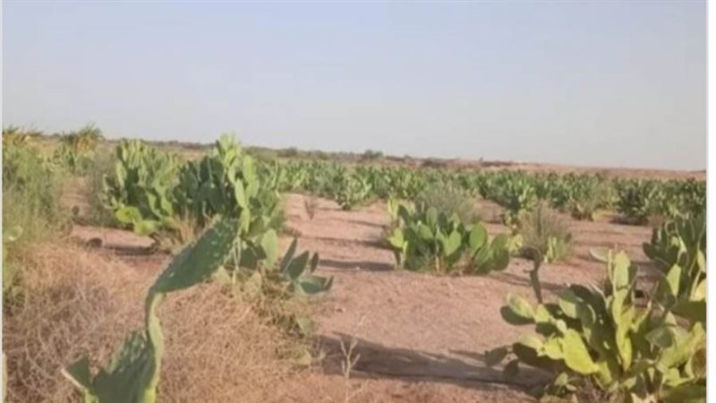 نجاح زراعة التين