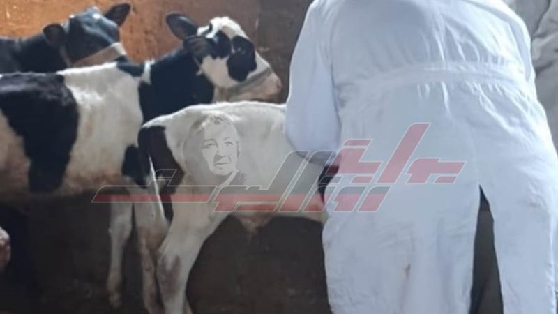 تحصين المواشي