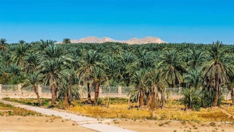 وزارة الزراعة تنظم