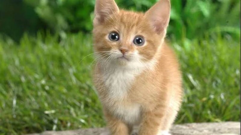 قطه صوره أرشيفية