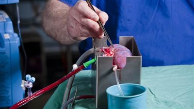 زرع الأمل.. علماء ينجحون في تغيير فصيلة دم المتبرع