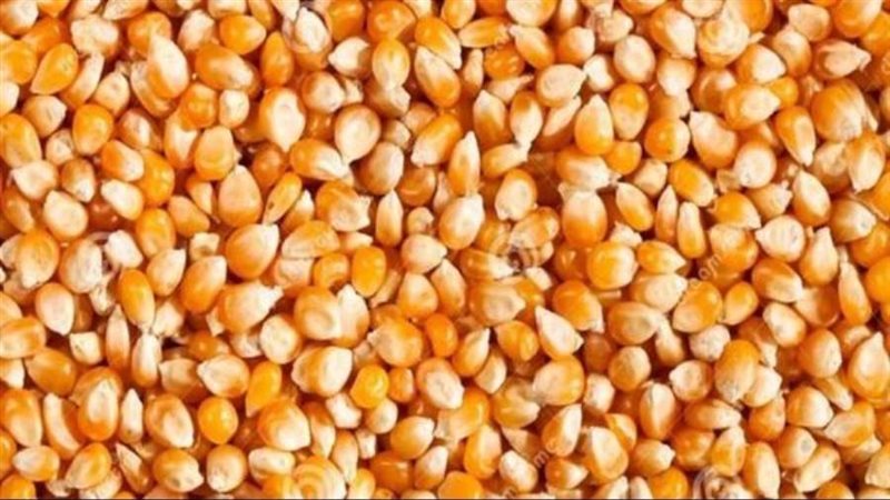 حصاد الذرة الصفراء