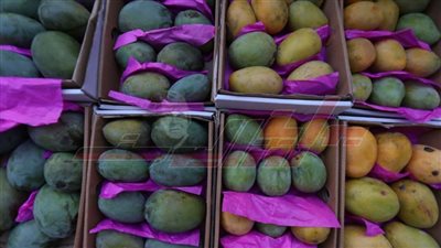 بمشاركة دبلوماسية على نغمات السمسمية.. انطلاق 