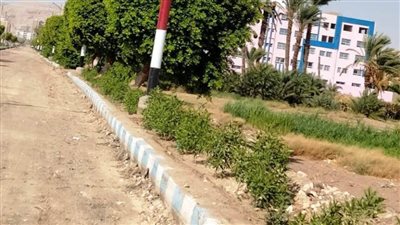 ضمن المبادرة الرئاسية 100 مليون شجرة.. زراعة 3250 شجرة بحي الكوثر