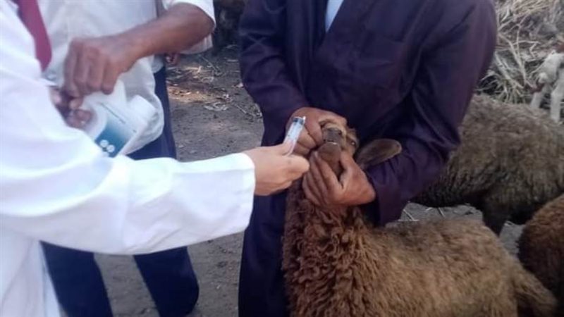 تحصين ١١٣٦٤ رأس ماشية