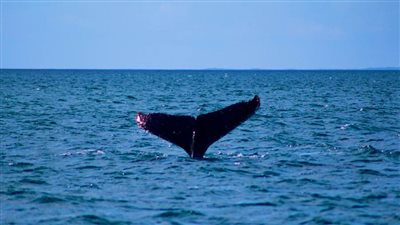 تغير المناخ يهدد رحلة 