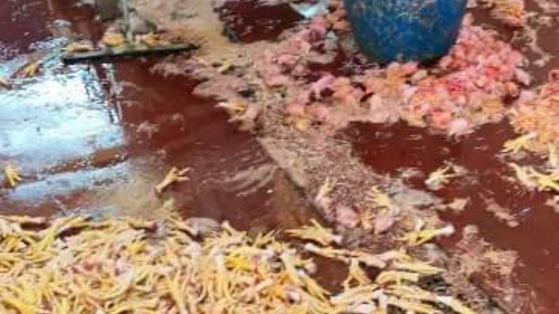 ضبط أغذية فاسدة