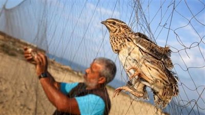 أول سبتمبر.. بدء موسم صيد السمان في شمال سيناء