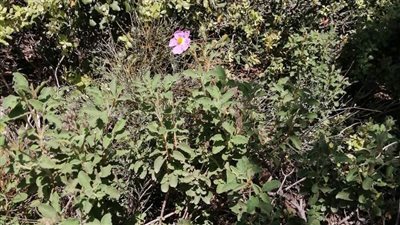  بني سويف تتربع على عرش النباتات الطبية والعطرية بـ40% من صادرات مصر