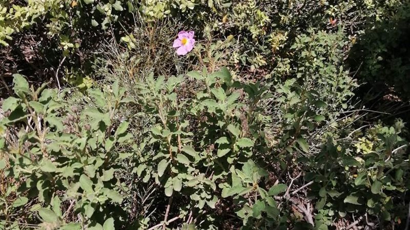 النباتات الطبية والعطرية