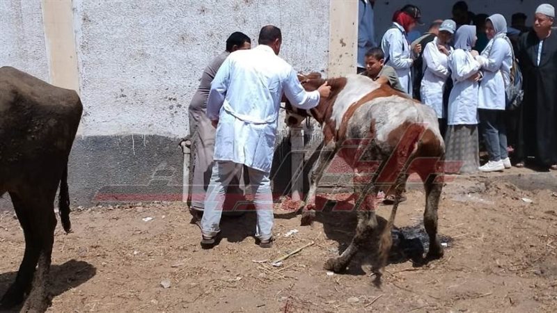 تحصين المواشي