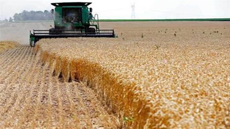 حصاد القمح