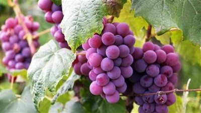 فاينانشيال تايمز: محصول العنب الفرنسي تضرر بسبب أكثر فصول الصيف الأوروبية حرارة على الإطلاق