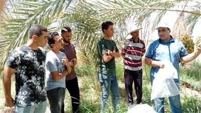 ندوات بالإدارات الزراعية لتوعية مزارعي الوادي الجديد بأهمية الحقول الإرشادية