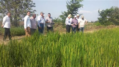 وفد بحثي يتفقد برامج الذرة الشامية والأرز بمحطة الجميزة