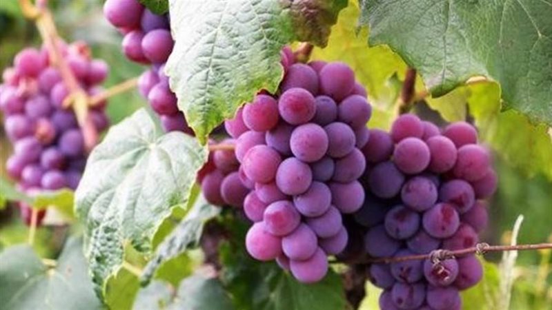 محصول العنب - ارشيفية