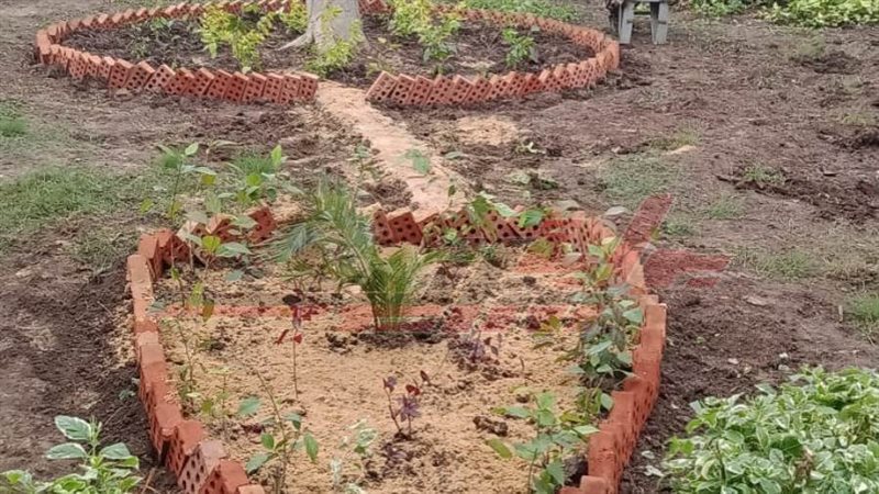 زراعة الأشجار