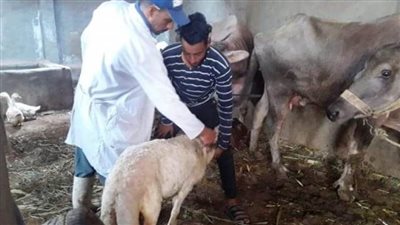 بيطري الشرقية يُحصن 443 ألف رأس ماشية للوقاية من الحمى القلاعية 