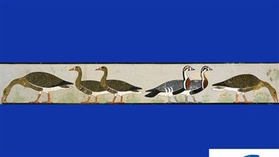 قطعة اليوم.. تعرف على كنز في محافظتك