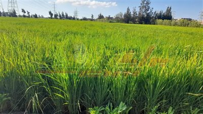 البحوث: تكشف لـ