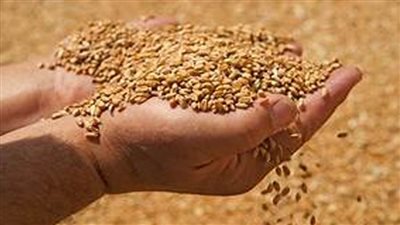 غرفة صناعة الحبوب: نجاح موسم القمح هذا العام واستلام 4.2 مليون طن  