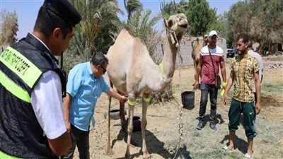 تركيب أطواق فوسفورية بأعناق جمال 