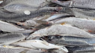 ضبط ٦ أطنان أسماك مجمدة غير صالحة للاستهلاك الآدمي بالبحيرة