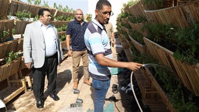 تعليم الوادي الجديد يستغل مخلفات النخيل في زراعة سطح المدارس