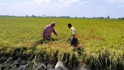 المرور على الحقول الإرشادية ومتابعة عمليات حصاد للأرز بكفر الشيخ