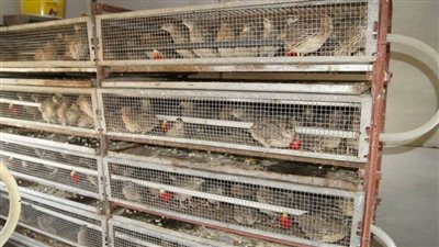 السماح بصيد السمان والشرشير الصيفى فى شمال سيناء