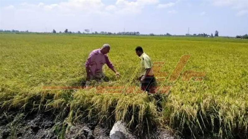 الحقول الإرشادية