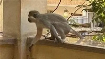 السيطرة على حيوان بري يتسلق الأشجار بالإسكندرية