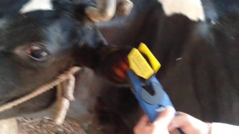 علاج ٢٠٩٧٧ رأس ماشية