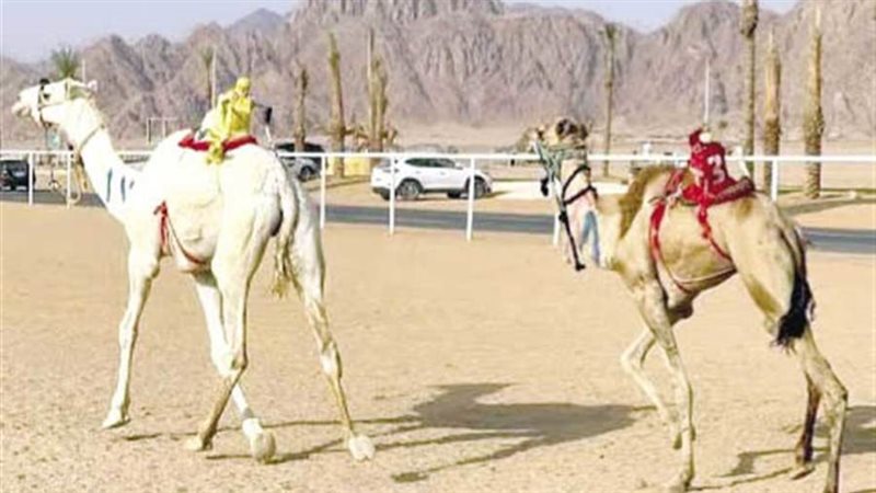 الإعداد لسباقات الهجن