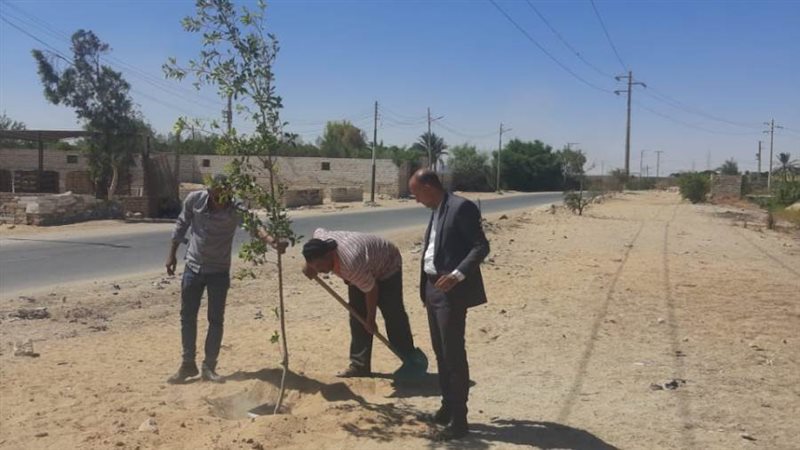 تشجير جانبي الطرق