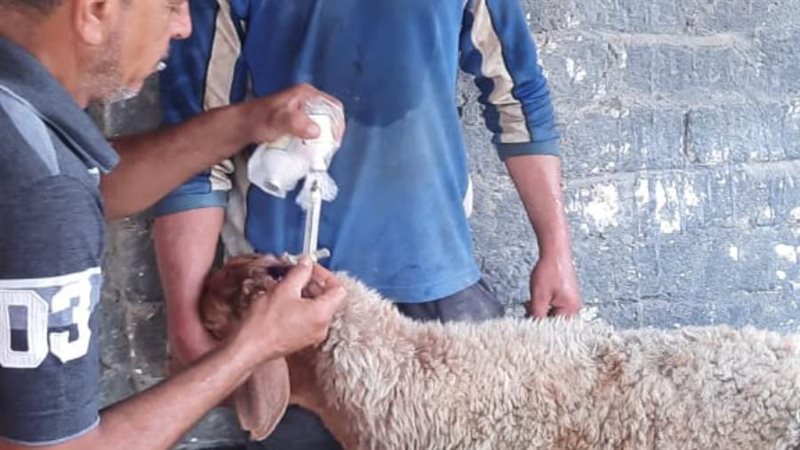 تحصين 83% من الماشيه