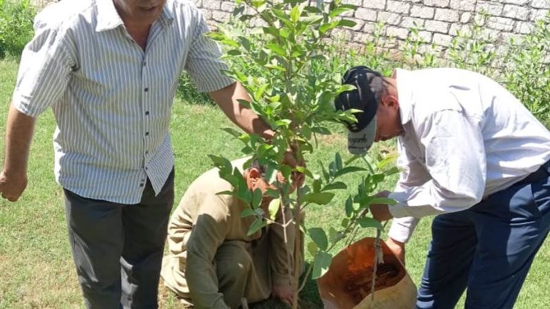 زراعة ٣٥٠٥ شجرة بمدن