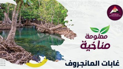 معلومة مناخية| مساحات المانجروف تتراجع عالميًا.. ومفاجأة وعي المصريين بالتغيرات المناخية
