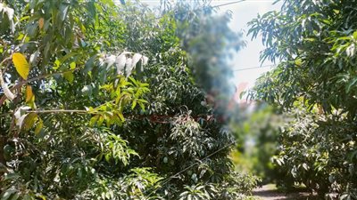 الإسماعيلية.. لوحة من المسطحات الخضراء على أرض مصرية