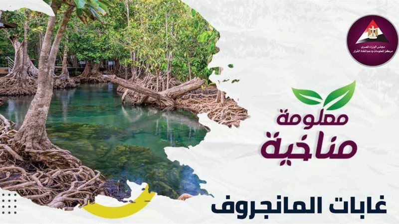 غابات المانجروف