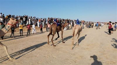 أسماء الفائزين في سباقات مهرجان الهجن بالعريش