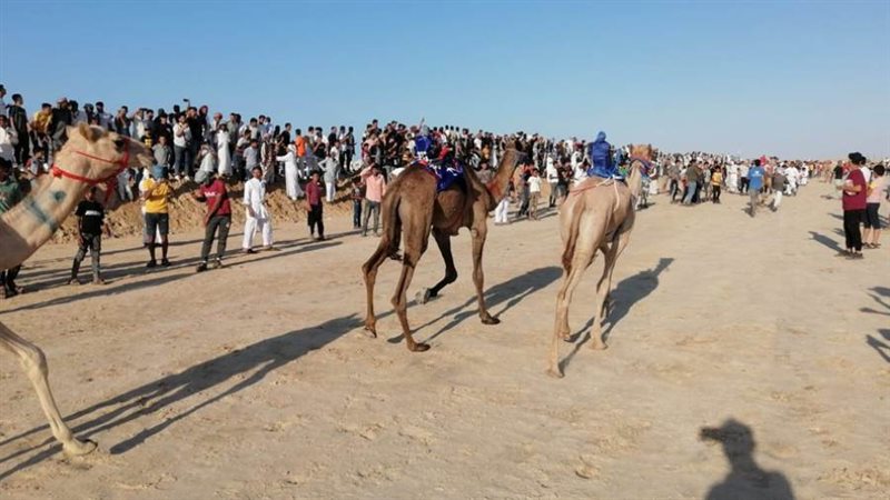 لمهرجان الهجن بالعريش